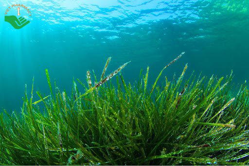 Tảo biển là một loại thực vật sống trong nước