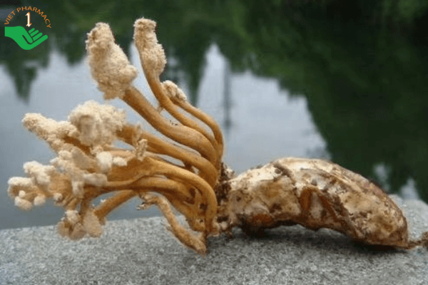 Đông trùng hạ thảo ve sầu - một loại thảo dược quý hiếm