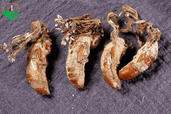 Vòng đời của đông trùng hạ thảo ve sầu