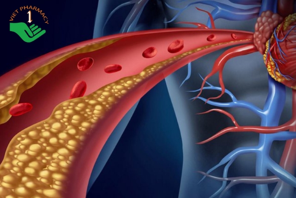 Yến sào đông trùng hạ thảo giúp lưu thông khí huyết, ngăn ngừa mỡ máu và xơ vữa động mạch