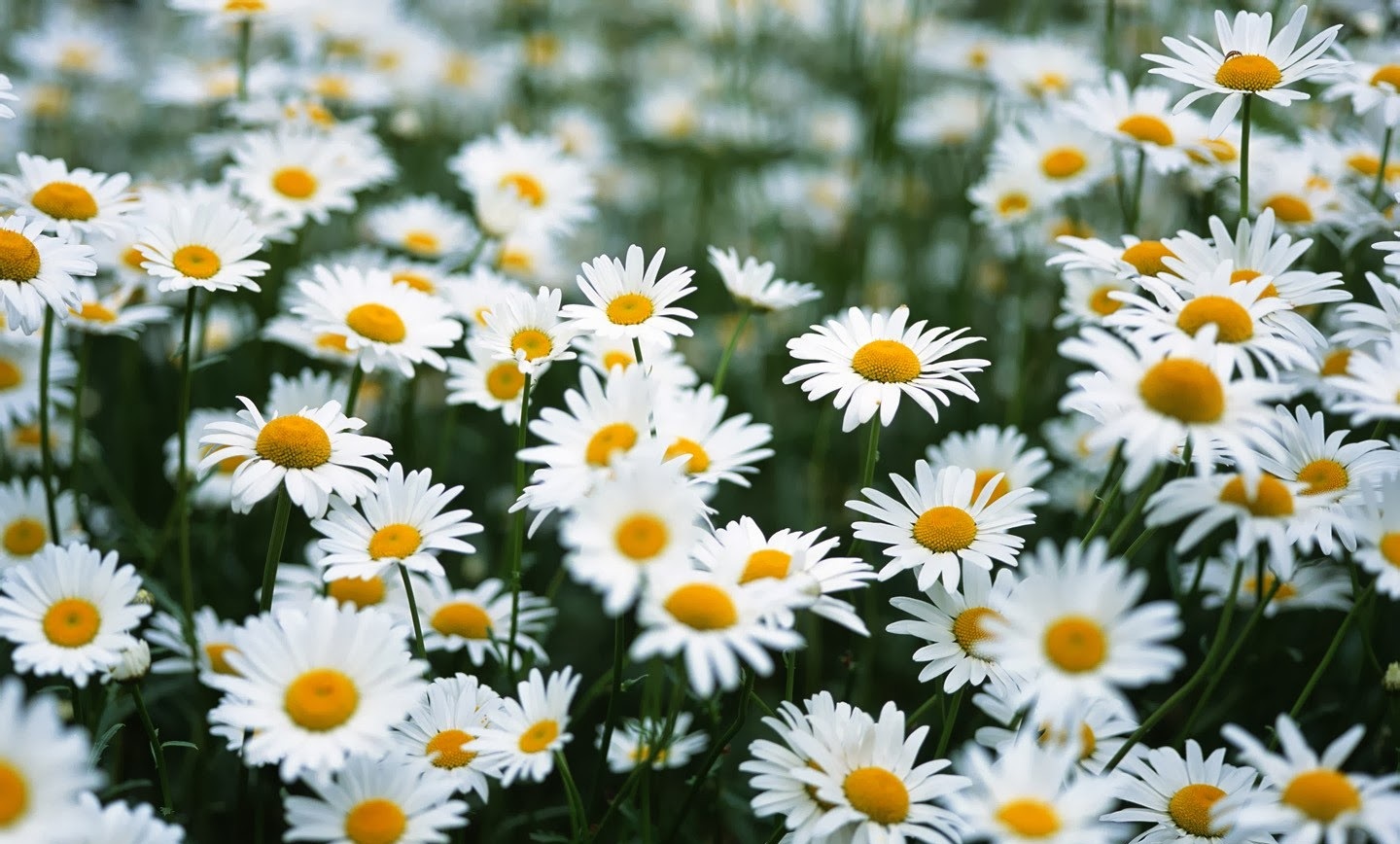 Hoa cúc trắng giúp bạn cải thiện bệnh cao huyết áp