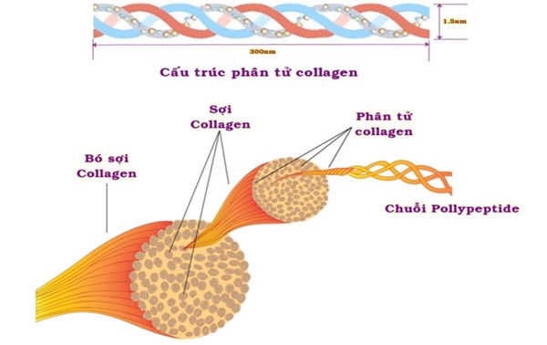 Cấu trúc của collagen