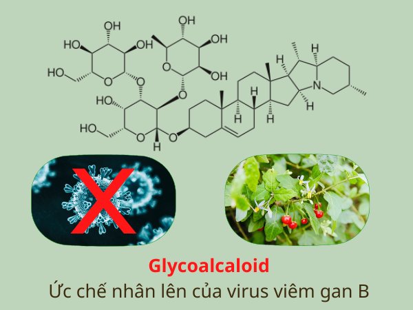 Hợp chất Glycoalcaloid có trong cà gai leo ức chế sự nhân lên của virus viêm gan B
