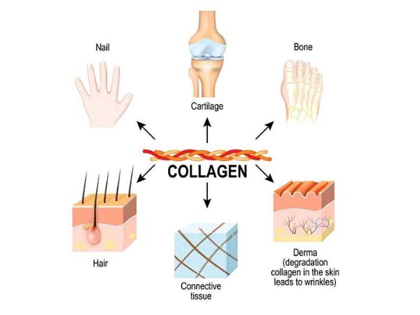 Collagen có mặt ở nhiều cơ quan trong cơ thể 