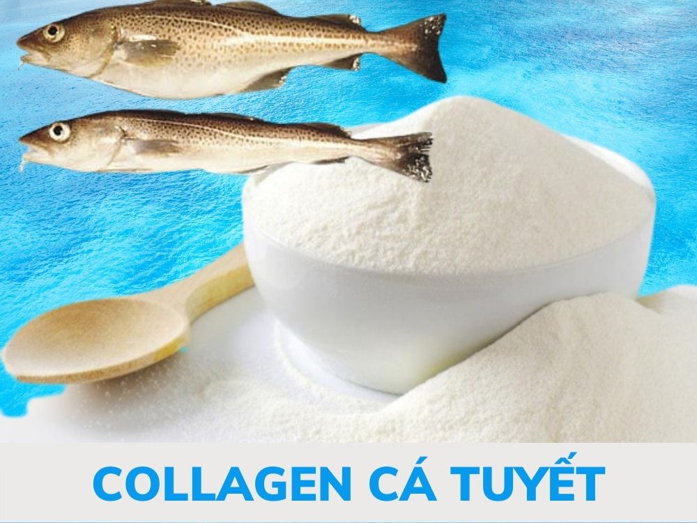 collagen cá tuyết