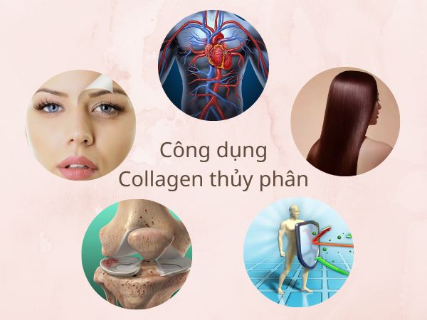 Công dụng của collagen thủy phân