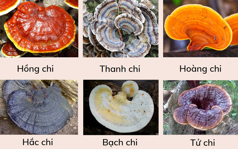 Hình ảnh 6 loại nấm linh chi cơ bản