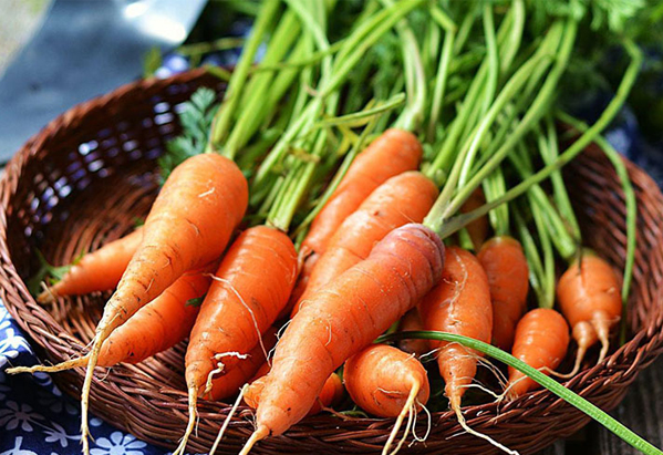 Cà rốt giúp giảm nguy cơ hình thành sỏi thận và giải độc cho gan