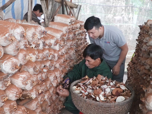 Người dân Quảng Nam đang thu hoạch nấm linh chi trồng