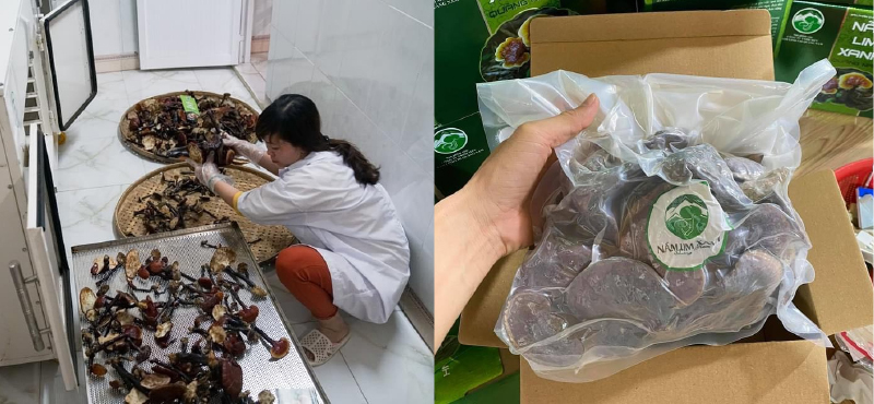 Sấy khô và đóng gói nấm lim xanh Quảng Nam Linasa