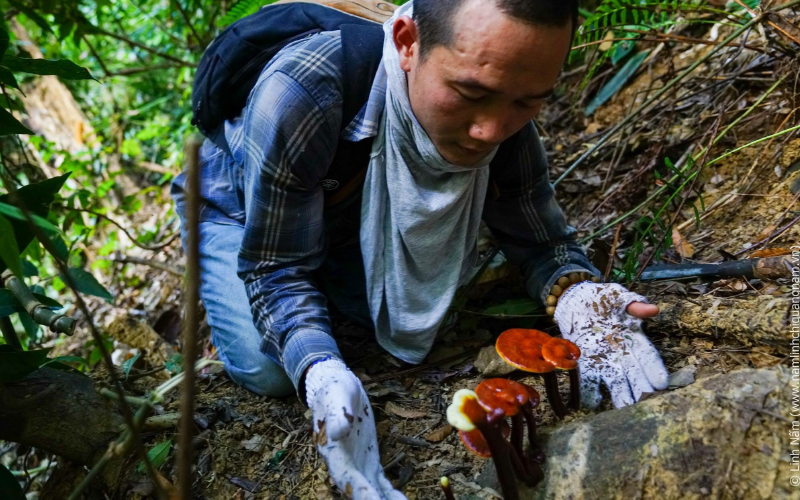 Hình ảnh thu hái nấm linh chi lim sinh Quảng Nam trong rừng nguyên sinh