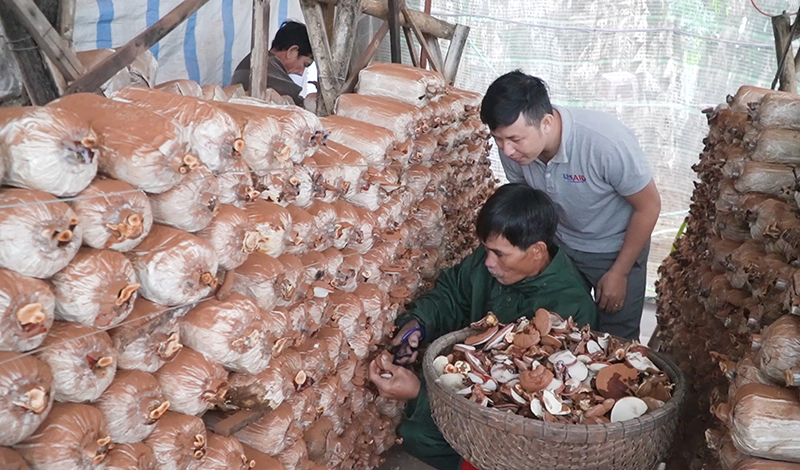 Người dân thu hoạch nấm linh chi Quảng Nam