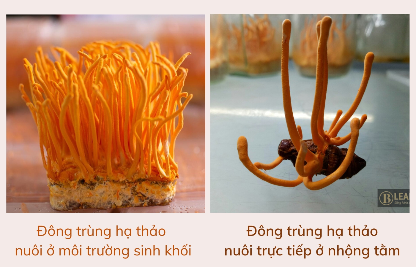 Đông trùng hạ thảo Việt Nam nuôi ở môi trường sinh khối và cấy trực tiếp vào nhộng tằm