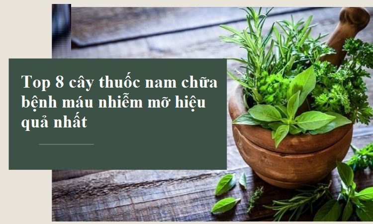 Top 8 cây thuốc nam chữa bệnh máu nhiễm mỡ hiệu quả nhất