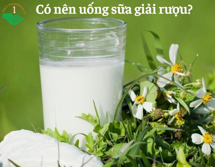 có nên uống sữa giải rượu