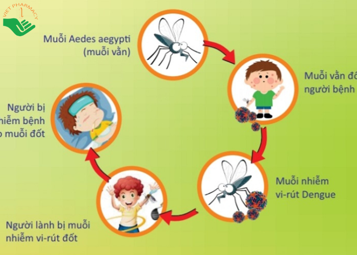 Con đường lây truyền chính sốt xuất huyết là qua muỗi Aedes