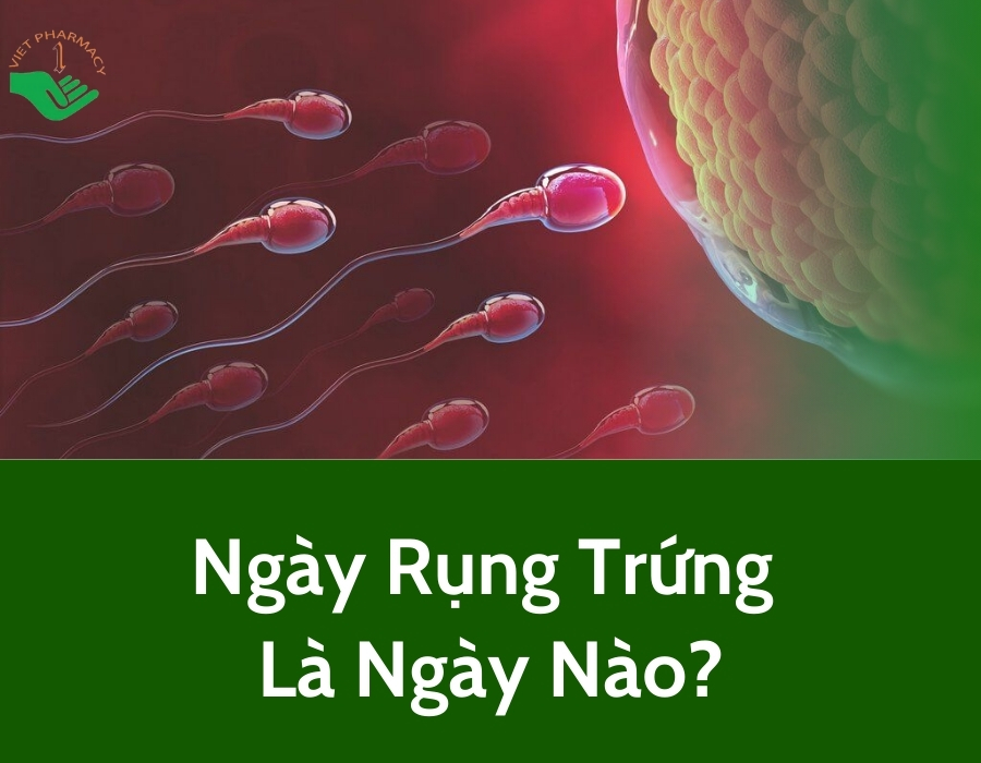 Ngày rụng trứng là ngày nào? Cách tính chu kỳ kinh nguyệt