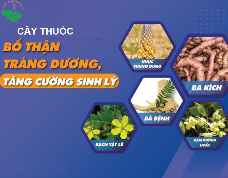 Mách bạn 10 loại cây thuốc nam bổ thận tráng dương hiệu quả và an toàn