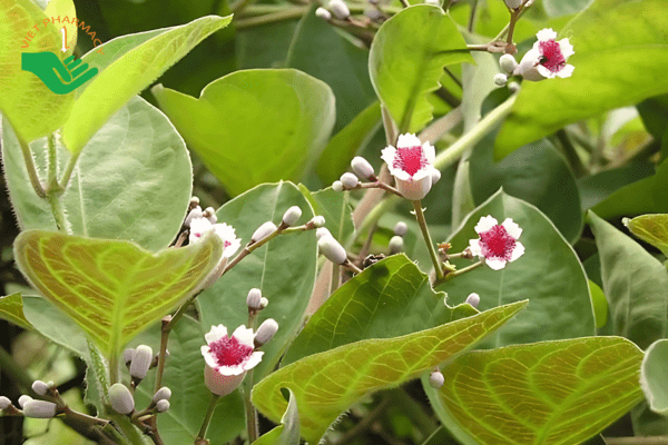 Chữa tiêu chảy cho bé bằng lá mơ lông